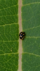 Brachiacantha ursina