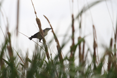 Quiscalus nicaraguensis