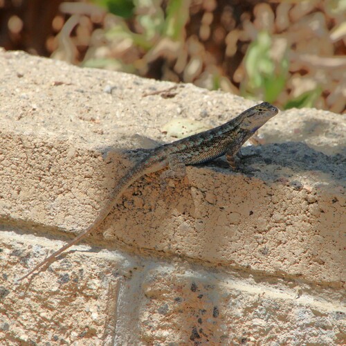 iNaturalist observation photo of Western Fence Lizard