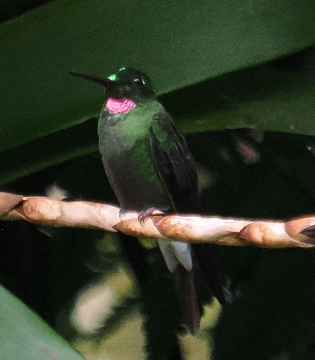 Pink-throated Brilliant (Heliodoxa gularis), photo 1