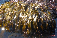 Laminaria sinclairii