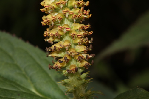 Image of Veronicastrum Brunonianum (Veronicastrum brunonianum) by (c) Jiao Sun (孙娇), some rights reserved (CC BY)