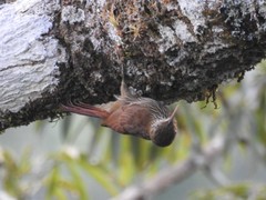 Lepidocolaptes duidae