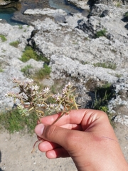 Sedum hispanicum