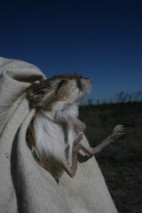 Dipodomys merriami atronasus