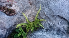 Asplenium trichomanes trichomanes