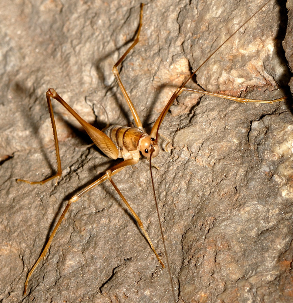 Dolichopodaini