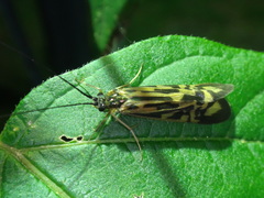 Macrostemum zebratum