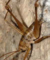 Dolichopoda