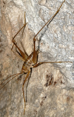 Dolichopoda