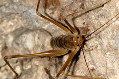 Dolichopoda