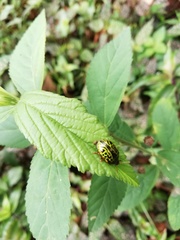 Calligrapha pantherina
