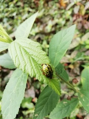 Calligrapha pantherina