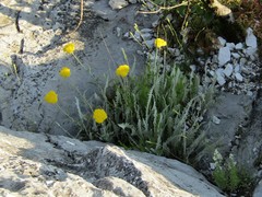 Achillea clypeolata