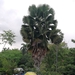 Talipot Palm - Photo (c) Bribrábrico, some rights reserved (CC BY-NC), uploaded by Bribrábrico