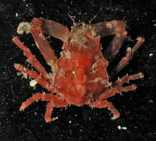 Menaethius, 2003-04-11