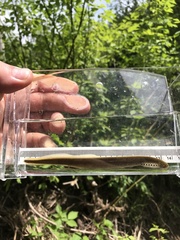 Northern Brook Lamprey photo 4