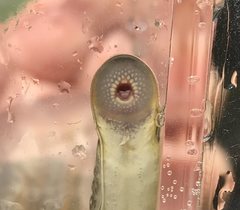 Northern Brook Lamprey photo 2