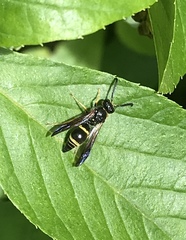 Ancistrocerus unifasciatus