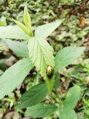 Calligrapha pantherina