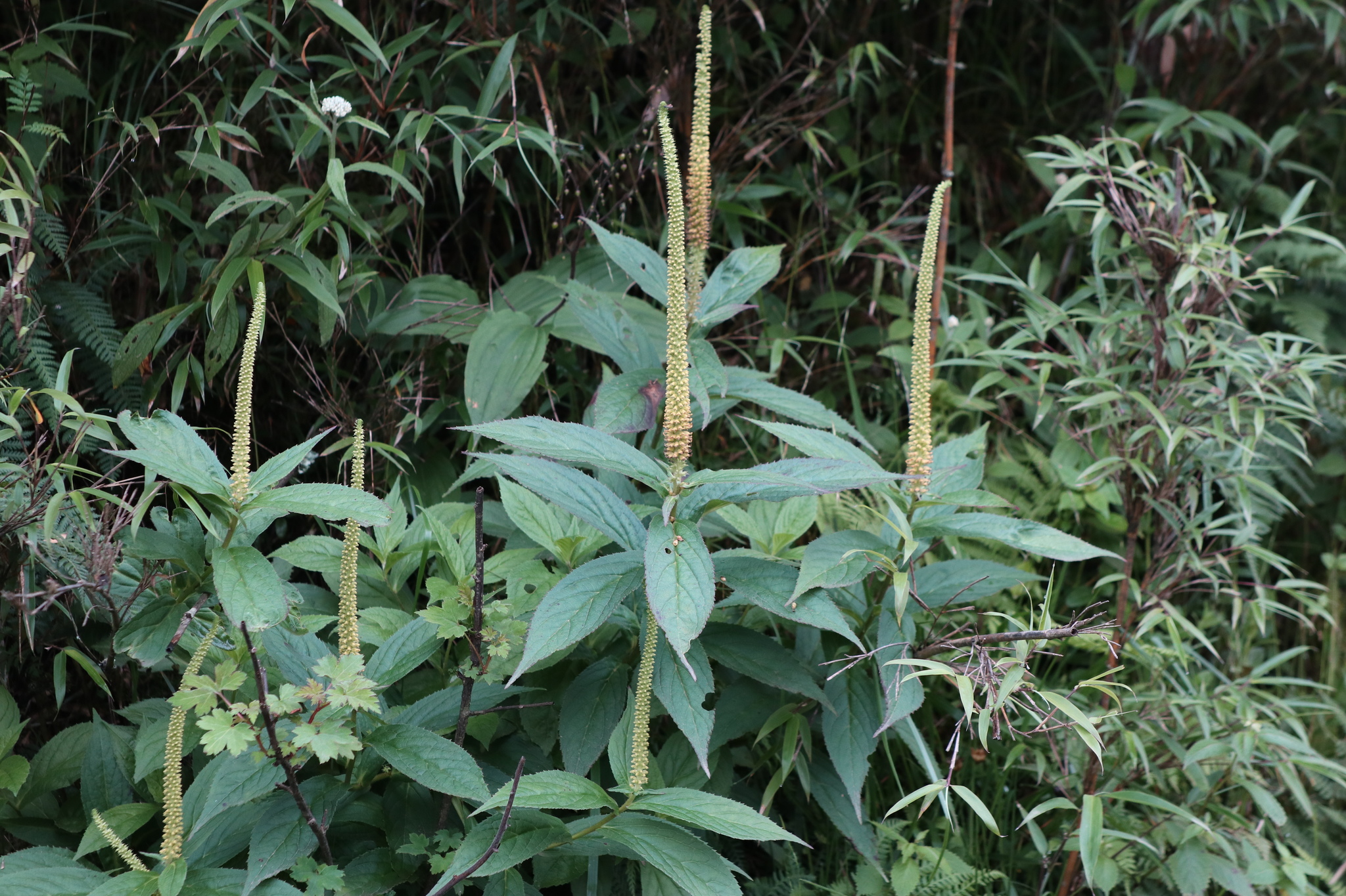 Veronicastrum brunonianum