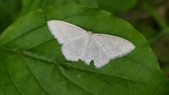 Scopula floslactata