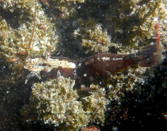 Heptacarpus taylori