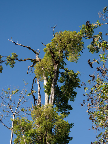 Mexican Elm (Ulmus mexicana)