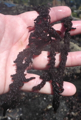 Callithamnion pikeanum