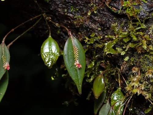Lepanthes lindleyana, photograph 1