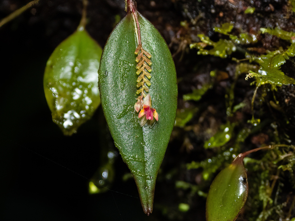 Lepanthes lindleyana