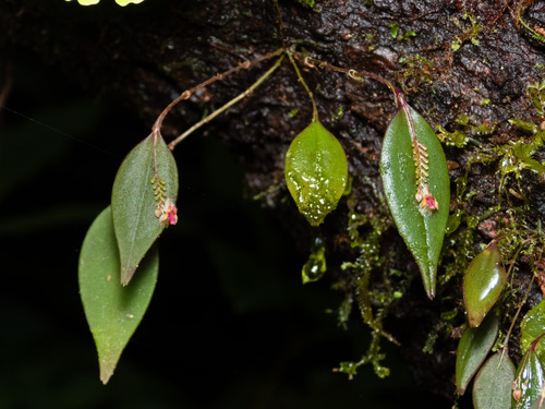 Lepanthes lindleyana, photograph 2