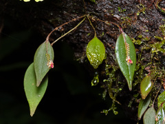 (c) Jason Alexander, some rights reserved (CC BY) Lepanthes lindleyana, photograph (c) Jason Alexander, some rights reserved (CC BY)