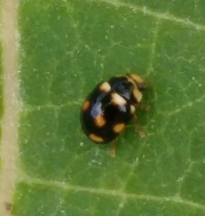 Brachiacantha ursina