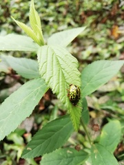 Calligrapha pantherina