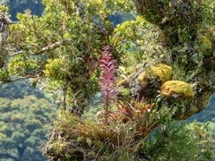 Tillandsia longifolia