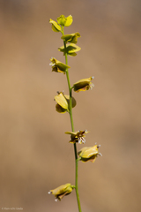 Streptanthus polygaloides