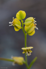 Streptanthus polygaloides