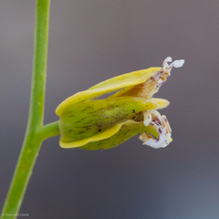Streptanthus polygaloides