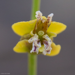 Streptanthus polygaloides