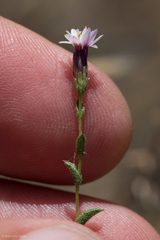 Lessingia nemaclada