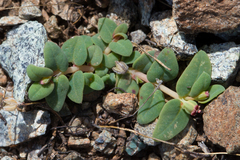 Euphorbia ocellata