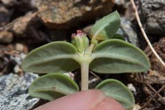 Euphorbia ocellata