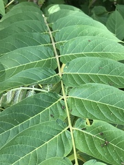 Ailanthus altissima