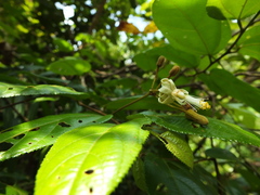 Grewia umbellifera