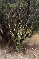 Streptanthus polygaloides