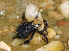 Ptilothrix bombiformis