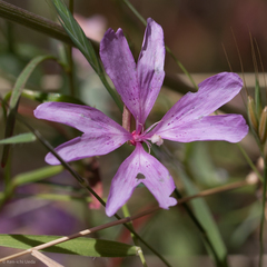 Clarkia biloba