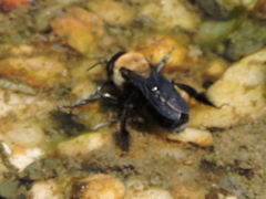 Ptilothrix bombiformis