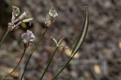 Calochortus superbus